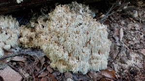 Aestiger-Stachelbart_Hericium-coralloides_20251016_130414.jpg