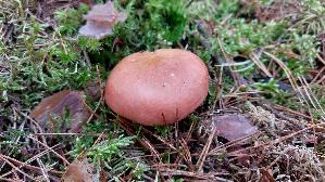 Apfeltaeubling_Russula-paludosa_20251011_114458.jpg