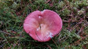 Apfeltaeubling_Russula-paludosa_20251011_115356.jpg