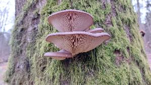 Austernseitling_Pleurotus-ostreatus_20250104_150954.jpg