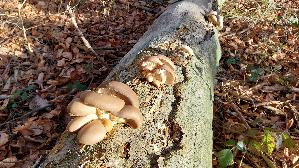 Austernseitling_Pleurotus-ostreatus_20250112_121504.jpg