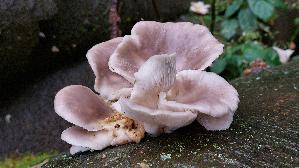Austernseitling_Pleurotus-ostreatus_20250925_142452.jpg