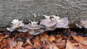 Austernseitling_Pleurotus-ostreatus_20251104_141604.jpg