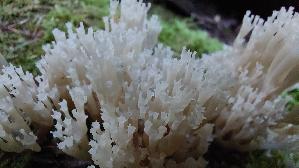 Becherkoralle_Artomyces-pyxidatus_20250915_185934.jpg