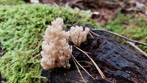Becherkoralle_Artomyces-pyxidatus_20250923_162847.jpg