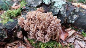 Becherkoralle_Artomyces-pyxidatus_20251012_110905.jpg
