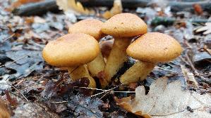 Beringter-Flaemmling_Gymnopilus-junonius_20250926_113321.jpg