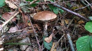 Birkenpilz_Leccinum-scabrum_20250920_102653.jpg