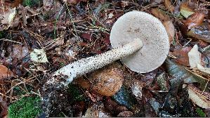 Birkenpilz_Leccinum-scabrum_20250926_114246.jpg