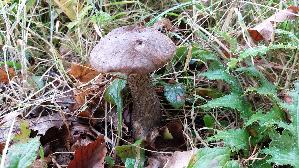 Birkenpilz_Leccinum-scabrum_20251006_134129.jpg