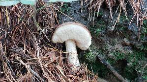 Birkenpilz_Leccinum-scabrum_20251008_120901.jpg