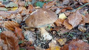 Birkenpilz_Leccinum-scabrum_20251031_114302.jpg