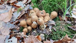 Birnen---Staeubling_Lycoperdon-pyriforme_20251128_121248.jpg