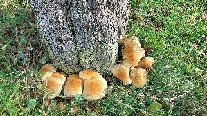 Bleicher-Schueppling_Pholiota-squarrosoides_20251030_113150.jpg