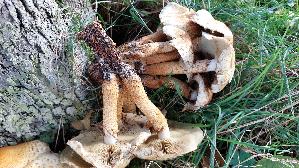 Bleicher-Schueppling_Pholiota-squarrosoides_20251030_113225.jpg