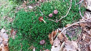 Blutblaettriger-Hautkopf_Cortinarius-semisanguineus_20241217_132120.jpg