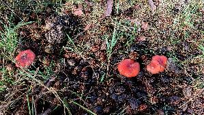 Bluttaeubling_Russula-sanguinaria_20251023_120322.jpg