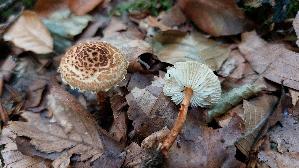 Braeunlicher-Schirmling_Lepiota-pseudolilacea_20251016_135200.jpg