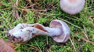 Braunvioletter-Dickfuss_Cortinarius-anomalus_20250926_122928.jpg