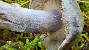 Braunvioletter-Dickfuss_Cortinarius-anomalus_20250926_123024.jpg