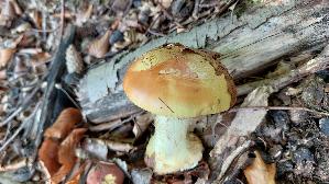 Breitknolliger-Klumpfuss_Cortinarius-saporatus_20251002_154958.jpg