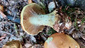 Breitknolliger-Klumpfuss_Cortinarius-saporatus_20251002_155518.jpg