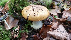 Breitknolliger-Klumpfuss_Cortinarius-saporatus_20251009_124218.jpg