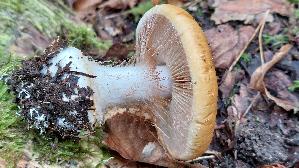 Breitknolliger-Klumpfuss_Cortinarius-saporatus_20251009_124419.jpg