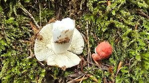 Buchen---Speitaeubling_Russula-nobilis_20250724_142159.jpg