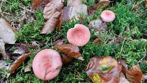 Buchen---Speitaeubling_Russula-nobilis_20251014_134810.jpg