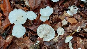 Buchenschneckling_Hygrophorus-fagi_20251021_125811.jpg