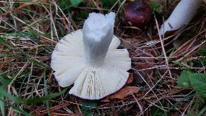 Buckeltaeubling_Russula-caerulea_20251008_131947.jpg