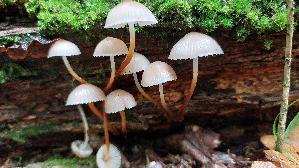 Buntstieliger-Helmling_Mycena-inclinata_20250926_113556.jpg