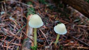 Dehnbarer-Helmling_Mycena-epipterygia_20251007_133913.jpg
