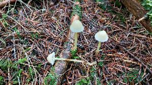 Dehnbarer-Helmling_Mycena-epipterygia_20251007_133928.jpg