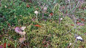 Dehnbarer-Helmling_Mycena-epipterygia_20251105_124205.jpg