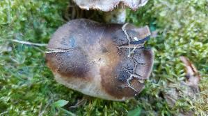 Dickblaettriger-Schwaerz---Taeubling_Russula-nigricans_20250817_121531.jpg