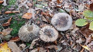 Dickblaettriger-Schwaerz---Taeubling_Russula-nigricans_20251019_122803.jpg