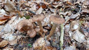 Dunkler-Hallimasch_Armillaria-ostoyae_20251015_124108.jpg