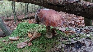 Dunkler-Hallimasch_Armillaria-ostoyae_20251015_150926.jpg