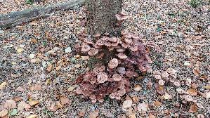 Dunkler-Hallimasch_Armillaria-ostoyae_20251026_123920.jpg
