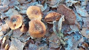Dunkler-Hallimasch_Armillaria-ostoyae_20251122_134129.jpg
