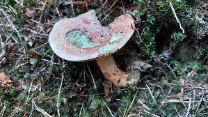 Edelreizker_Lactarius-deliciosus_20250812_085142.jpg