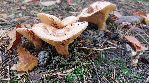 Edelreizker_Lactarius-deliciosus_20251021_132636.jpg