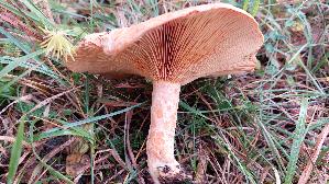 Edelreizker_Lactarius-deliciosus_20251113_112819.jpg