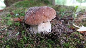Eichen---Steinpilz_Boletus-reticulatus_20250731_123313.jpg