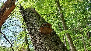 Eichenfeu--erschwamm_Phellinus-robustus_20250427_172126.jpg