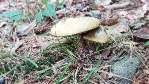 Elfenbeinroehrling_Suillus-placidus_20250817_141600.jpg