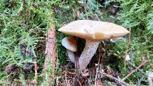 Elfenbeinroehrling_Suillus-placidus_20251003_103238.jpg
