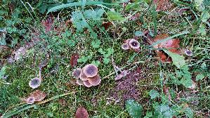 Erlen---Guertelfuss_Cortinarius-alnetorum_20250930_140039.jpg